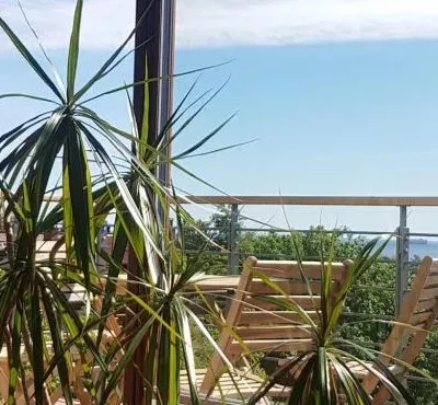 rośliny na balkonie